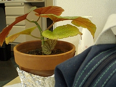 healing house plant